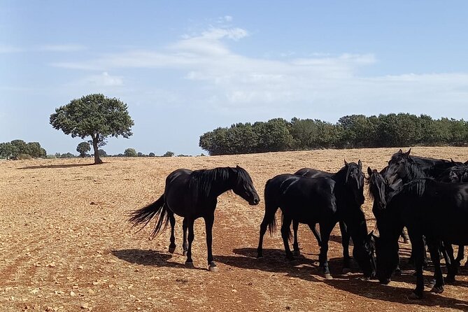 Martina Franca e-Bike tour . Visit a breeding and a dairy farm - The Itria Valley by E-Bike