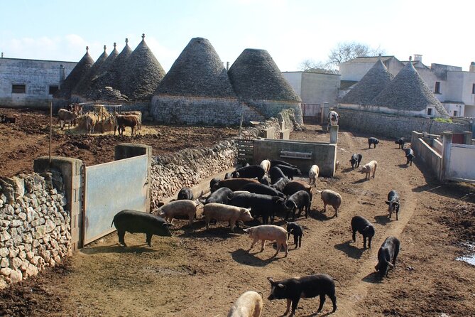 Martina Franca e-Bike tour . Visit a breeding and a dairy farm - Is $111.13 a Fair Price?