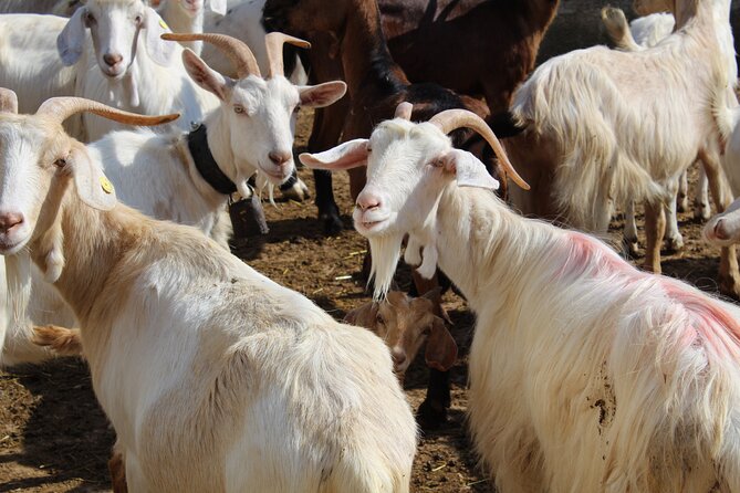 Martina Franca e-Bike tour . Visit a breeding and a dairy farm - Who Will Enjoy This Four-Hour Ride?