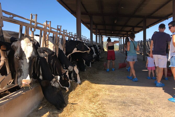 Menorca: Cheesemaking and Farm-Fresh Product Tasting - Key points at a glance