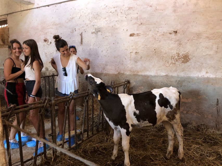 Menorca: Cheesemaking and Farm-Fresh Product Tasting - Language, group size, and timing
