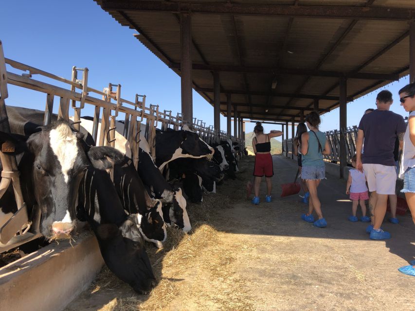 Menorca: Cheesemaking and Farm-Fresh Product Tasting - Is $67 a fair price?