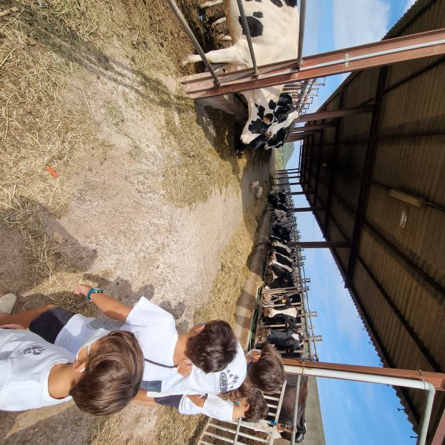 Menorca: Cheesemaking and Farm-Fresh Product Tasting - Who should book this experience?