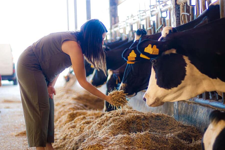 Menorca: Guided visit to the Subaida cheese factory, - Price, Timing, and Booking Flexibility