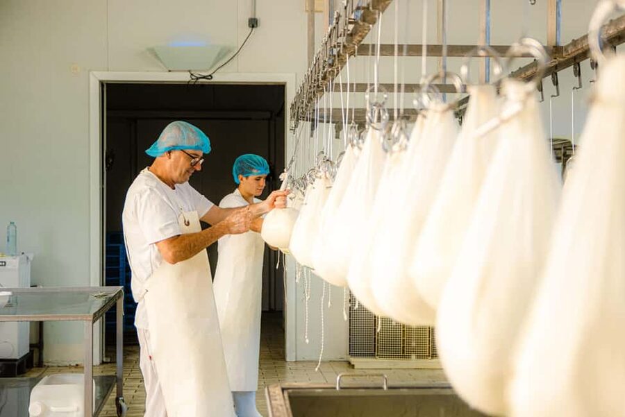 Menorca: Guided visit to the Subaida cheese factory, - Walking Through the Animals, Cowshed, and Milking Room