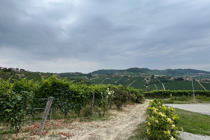 Monforte d'Alba: wine and cheese experience - Walking Through the Vineyards
