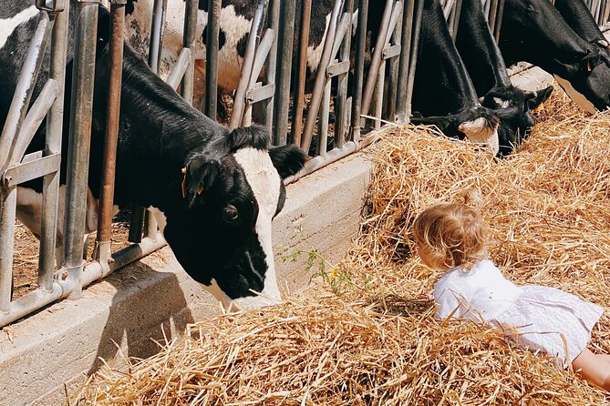 Mozzarella Experience - Cheese Tour and tastings to Masseria Fragnite - What Makes the Farm Setting Special