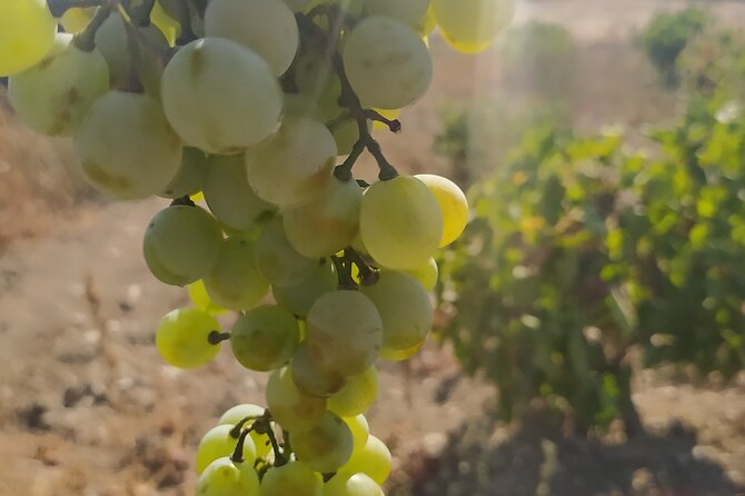 Naxos Farm Experience and cheese making - A Farm Visit With Something to Do