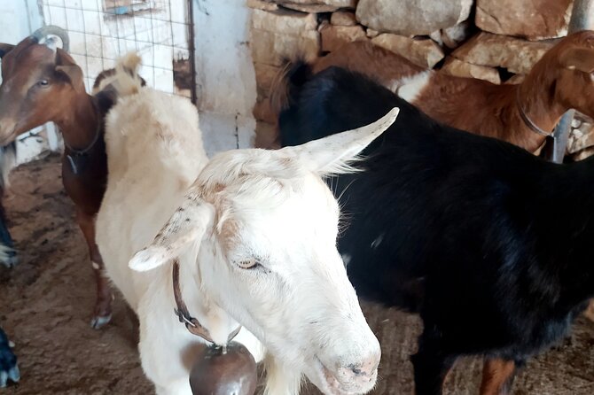 Naxos Farm Experience and cheese making - What the Three and a Half Hours Feel Like