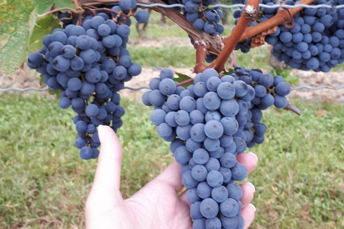 Niagara-on-the-Lake Wine Aft Tour with Cheese from Niagara Falls - The small-group format and its limits