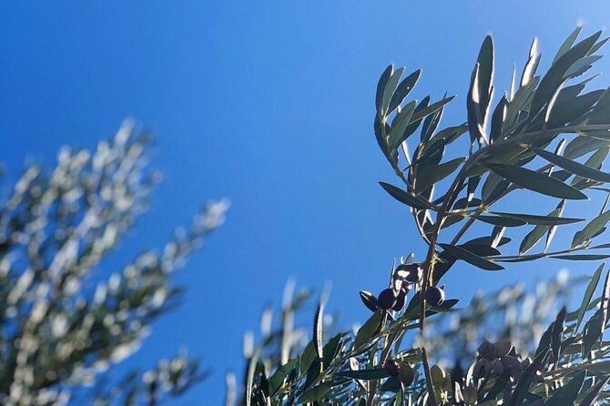 Olive Oil, Cheese, and Wine Tasting with Local Expert - A walk through the Il Fiorello olive grove