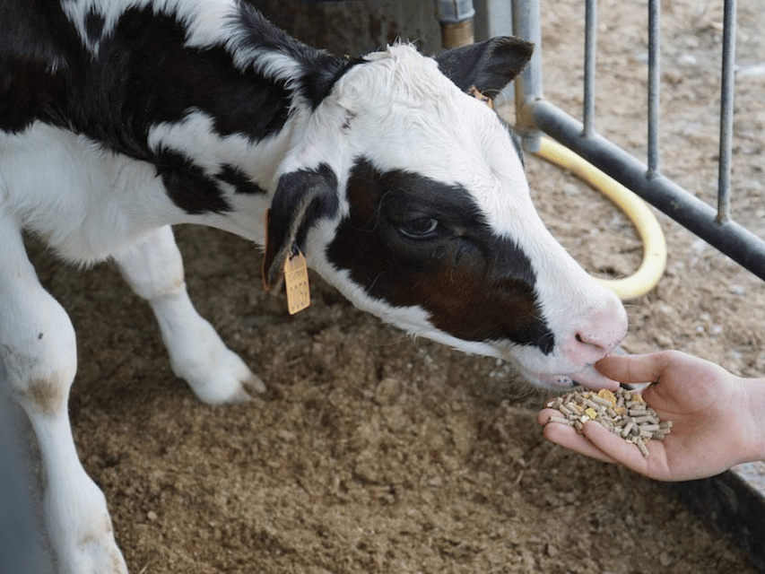 Parmesan Wheels near Parma: Tasting & Factory Tour - Why this small dairy near Parma is worth your morning