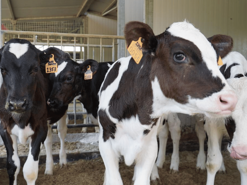 Parmesan Wheels near Parma: Tasting & Factory Tour - Is $65 a fair price?