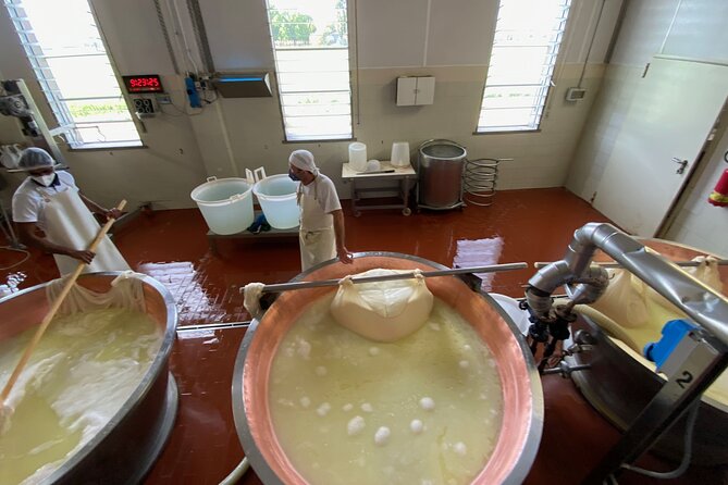 Parmigiano-Reggiano Cheese Factory Small group Tour From Parma - The brining room and the quiet work of aging