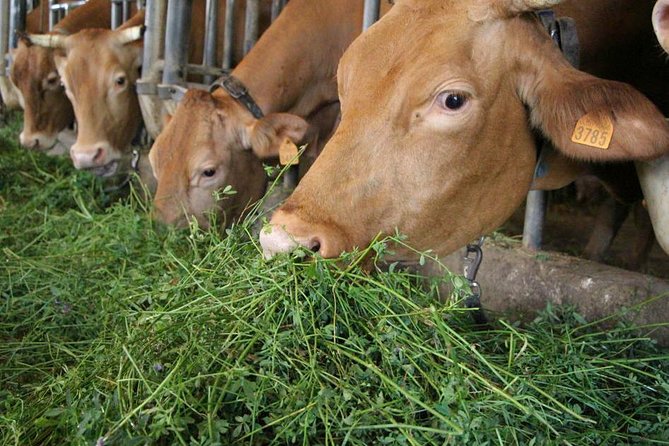Parmigiano Reggiano Cheese Factory Tour & Tasting Experience - Meeting the cows behind the cheese