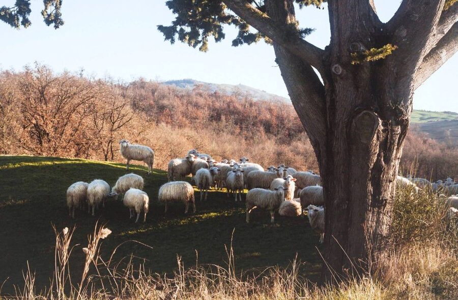 Pienza: Dairy Farm Tour with Pecorino Cheese Tasting - Who Will Enjoy This Visit Most?