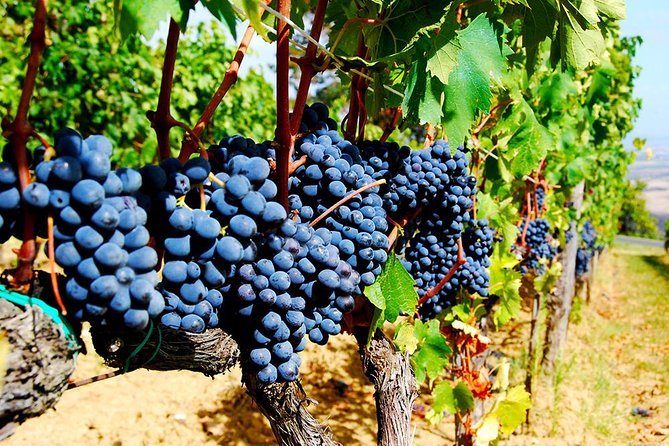 Pienza, Montalcino, Brunello Wine and Pecorino Cheese PRIVATE TOUR from FLORENCE - Why this private Val d’Orcia tour works