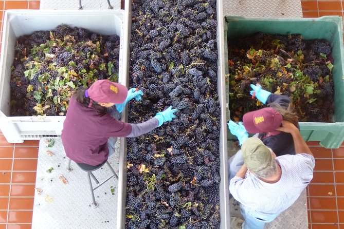 Pienza, Montalcino, Brunello Wine and Pecorino Cheese PRIVATE TOUR from FLORENCE - Timing, comfort, and who should book