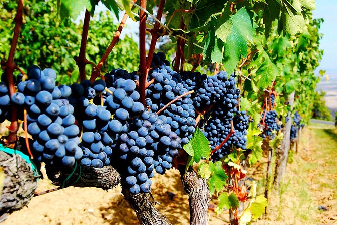 Pienza, Val d'Orcia, Montalcino wine and Pecorino cheese PRIVATE TOUR from SIENA - Timing, group size, and practical details