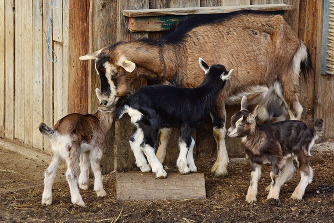 Pilsner brewery private day trip with family farm cheese tasting - Should You Book the Pilsen Brewery and Farm Day?