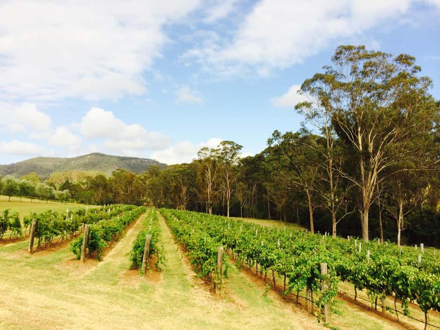 Pokolbin: Tulloch Hunter Heroes Wine Tasting & Cheese Board - What the strongest praise tells you