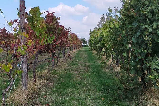 Private Balsamic vinegar & Parmigiano Reggiano factory visits - Who will enjoy it most