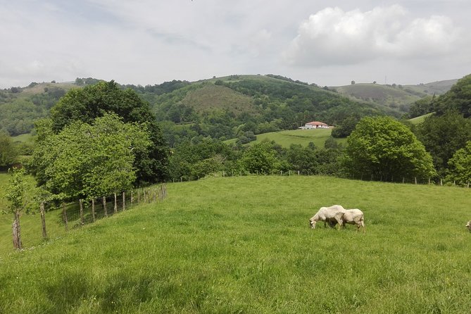 Private Basque Cheese & Txakoli Wine Tour from San Sebastian - Getaria, grilled fish, and a short coastal walk