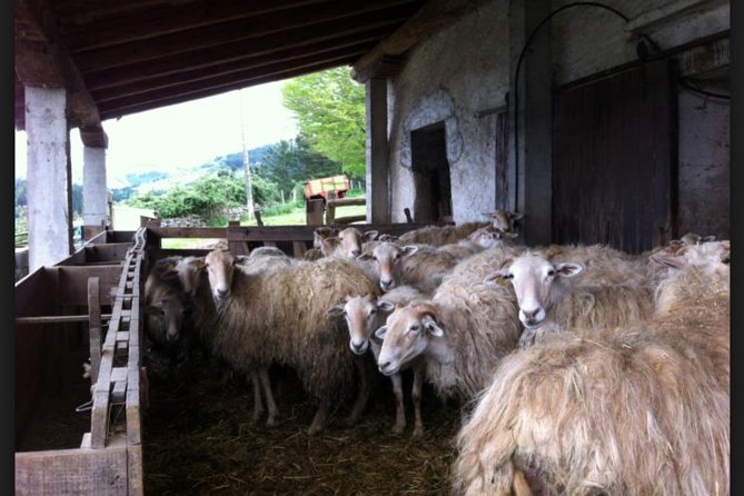Private Basque Cheese & Txakoli Wine Tour from San Sebastian - What the private format adds