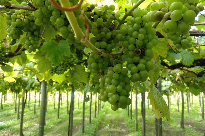 Private Basque Cheese & Txakoli Wine Tour from San Sebastian - Who should book this eight-hour outing