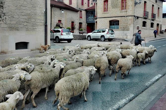 Private Basque Cheese & Txakoli Wine Tour from San Sebastian - Price, timing, and practical value