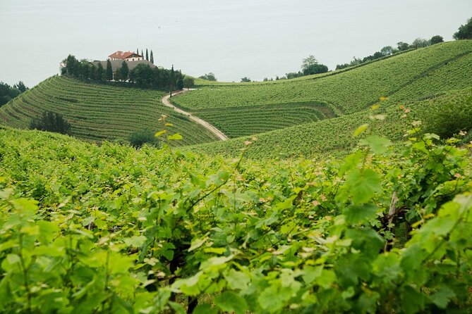 Private Basque Cheese & Txakoli Wine Tour from San Sebastian - Gaintza Txakolina and the sharp coastal white