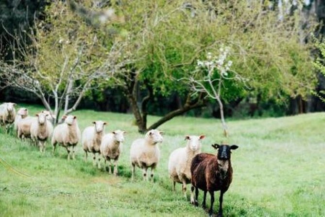 Private Classical Wine and Cheese Pairing Experience - The private format and who benefits from it