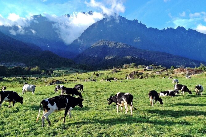 Private Desa Dairy Farm, Kinabalu National Park, Hot Spring & Canopy Walk Tour - Marakau village and the river fish spa