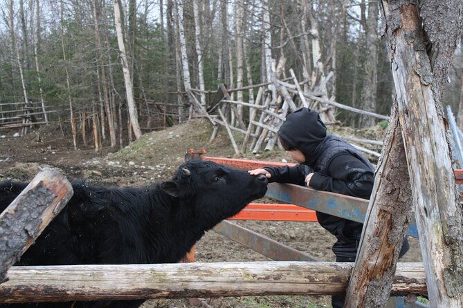 Private Tour at Historic Alaska Dairy Farm - The Cow-Milking Demonstration