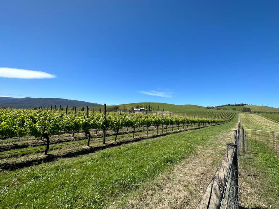 Private Tour: Yarra Valley Wine, Cheese, Gin & Chocolatrie - Starting from Melbourne in a spacious vehicle