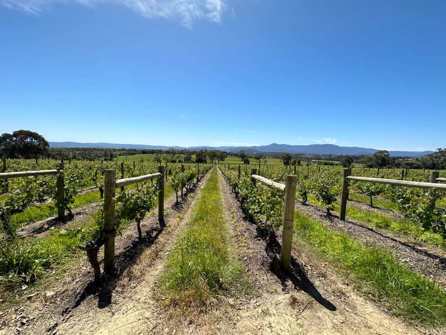 Private Tour: Yarra Valley Wine, Cheese, Gin & Chocolatrie - The real price of the experience