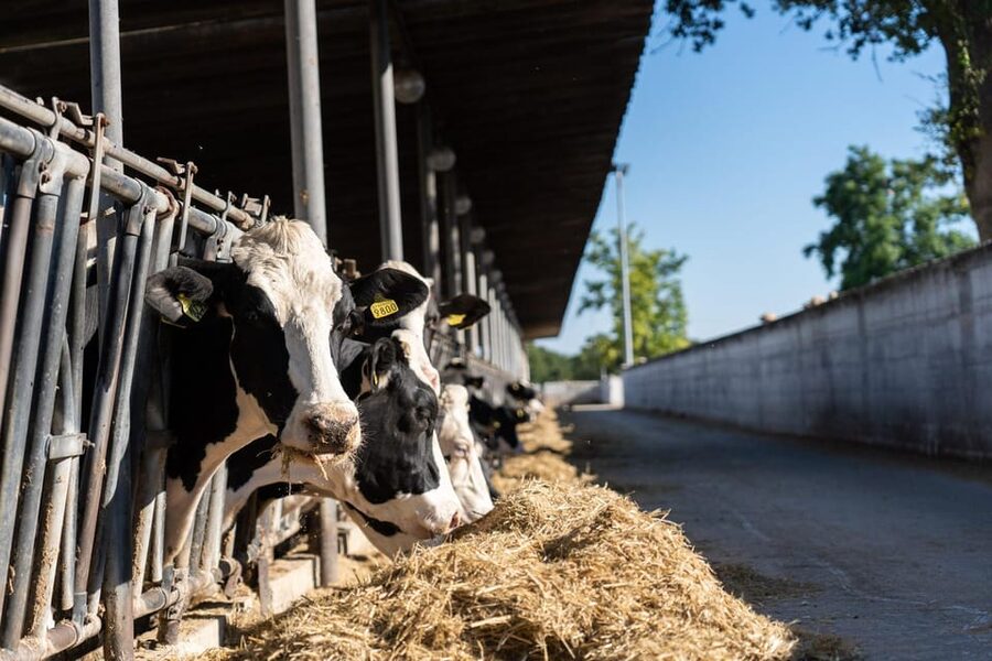 Puglia: Masseria Seppunisi Tour, Cheese, Burrata Tasting - Watching milk become cheese