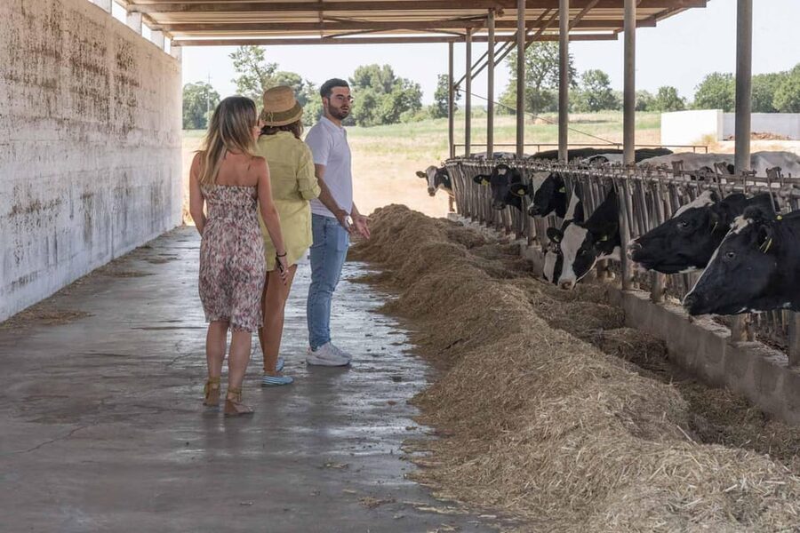 Puglia: Masseria Seppunisi Tour, Cheese, Burrata Tasting - Meeting the cows and calves