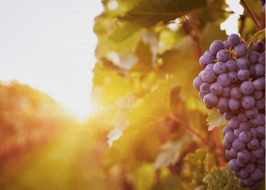 Querétaro: Cheese and Wine Tasting Tour - A 9am start from Querétaro’s historic center