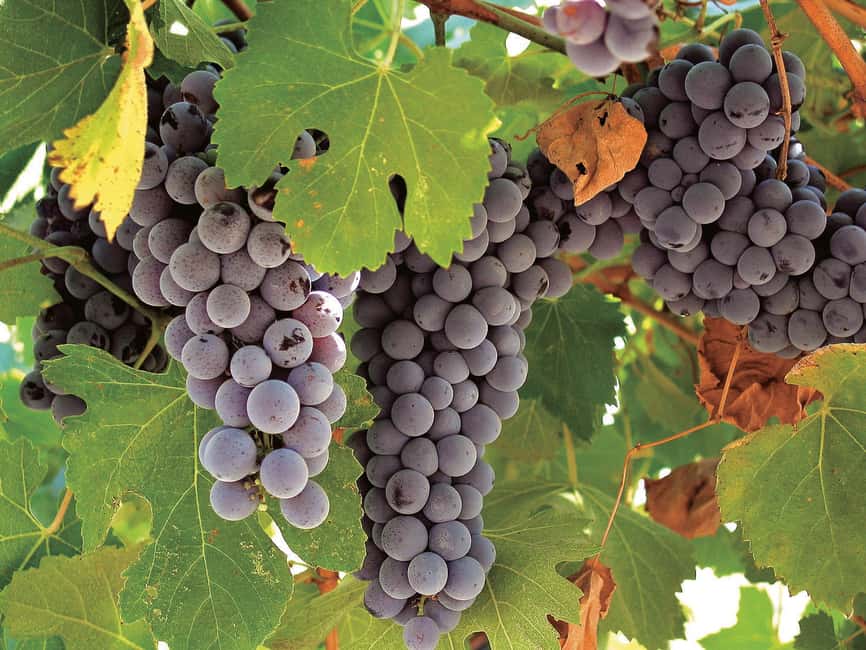Querétaro: Cheese and Wine Tasting Tour - Who should book this Querétaro day trip?