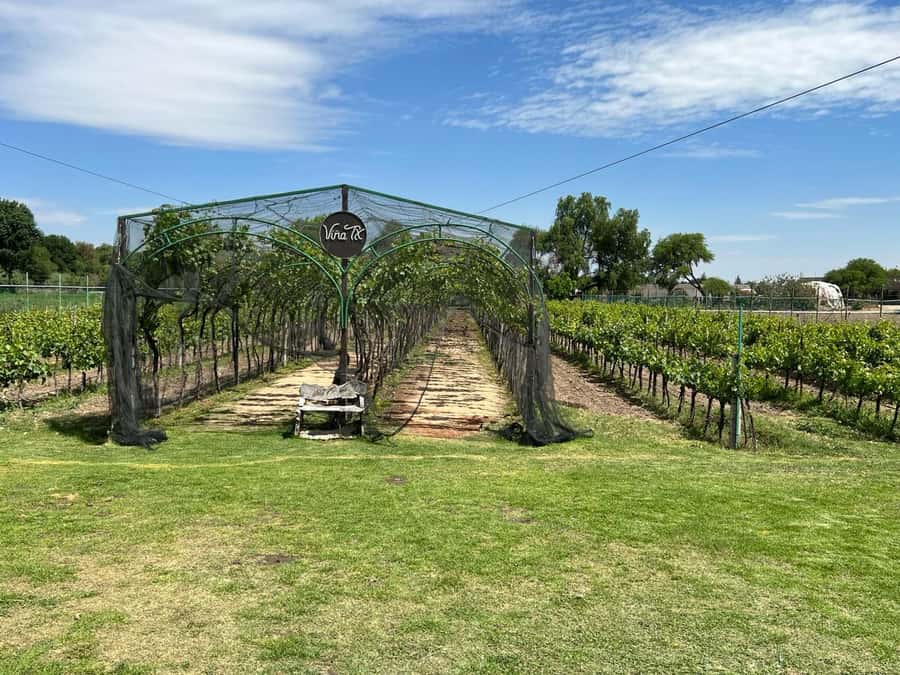 Querétaro: Cheese & Wine Tour In A Day - Starting beside San Francisco Church in Querétaro