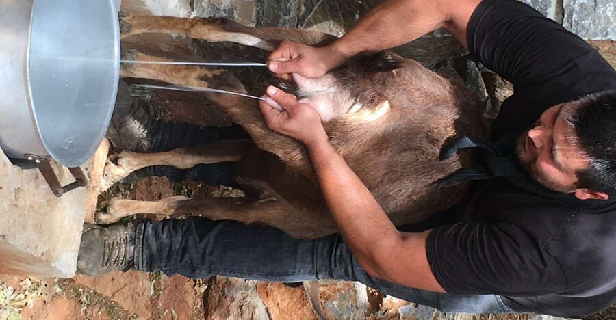 Rethymno 4x4 Safari: Tastes & Farm Experience - Who should book this Crete safari?