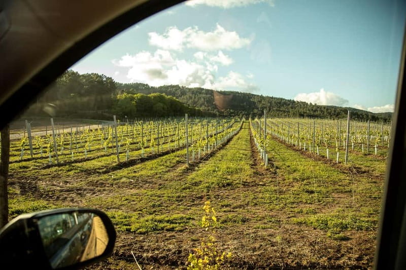 Rías Baixas Albariño Experience: Winery Visit & Cheese - Inside Terras Gauda’s modern cellar