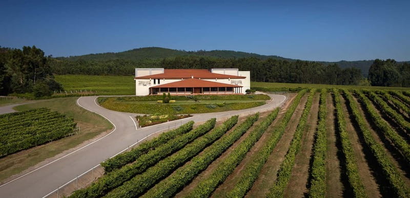 Rías Baixas Albariño Experience: Winery Visit & Cheese - Starting among the vineyards