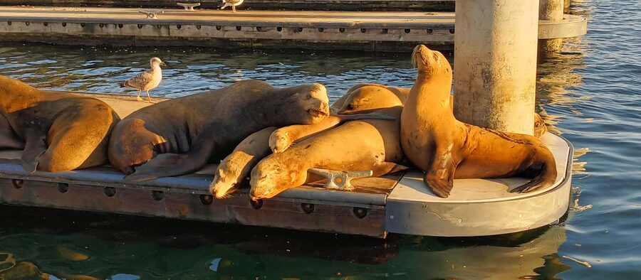 Romantic Boat Cruise with Wine & Cheese or Surprise Dinner - What the electric Duffy boat feels like