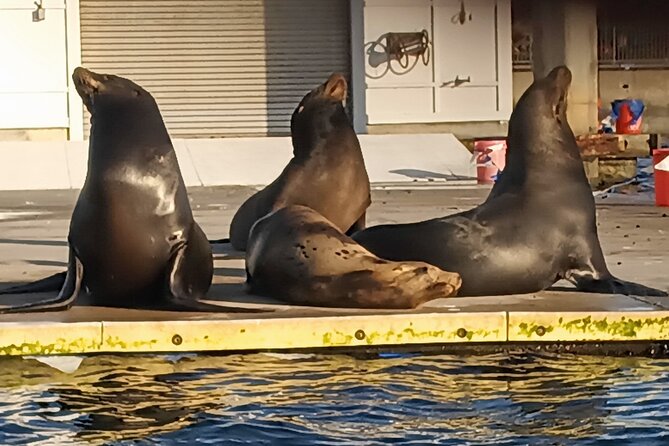Romantic Luxury Boat Cruise with Wine Cheese Sea LionTours - Who will get the most from this cruise