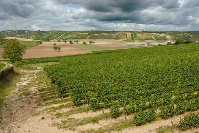 Sancerre & Pouilly-Fumé Wine Tour Goats' cheese tasting - Pouilly-Fumé at De Ladoucette and Tracy-sur-Loire