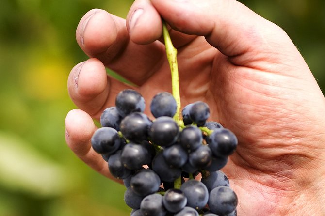Scenic Hunter Valley Tour with Wine and Cheese Tastings - Hunter Valley Gardens Village and its specialty shops