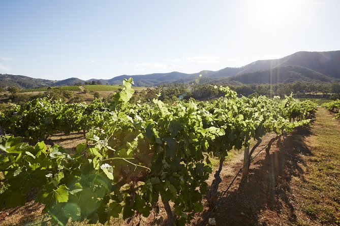 Scenic Hunter Valley Tour with Wine and Cheese Tastings - Is the $168.55 price good value?