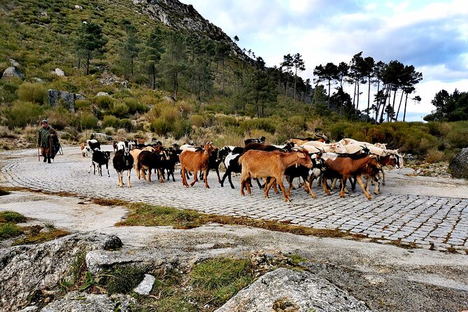 Serra da Estrela - Half-day off-road tour with cheese tasting - Practical details that matter on the day